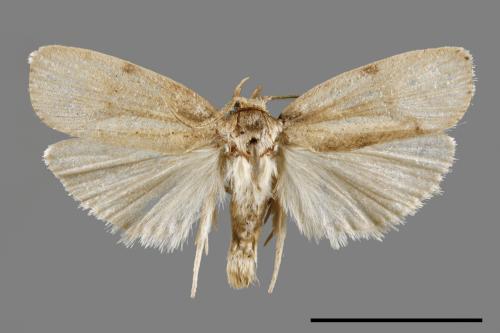 <已分類>Family：Pyralidae[螟蛾科][00068808]