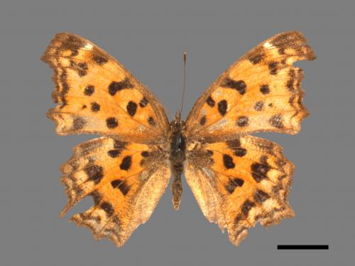 Polygonia c-aureum lunulata[黃蛺蝶][00024826]