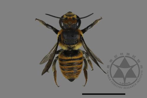 Megachile rufovittata[紅圈切葉蜂][00198562]