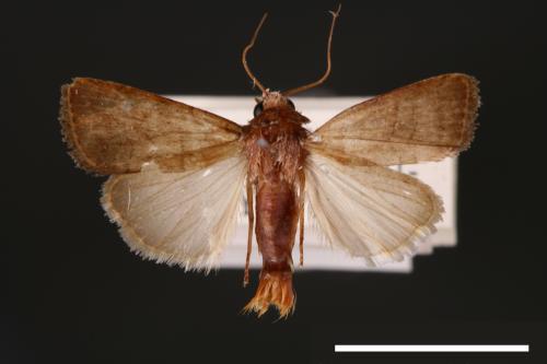 Athetis cognata[00003169]