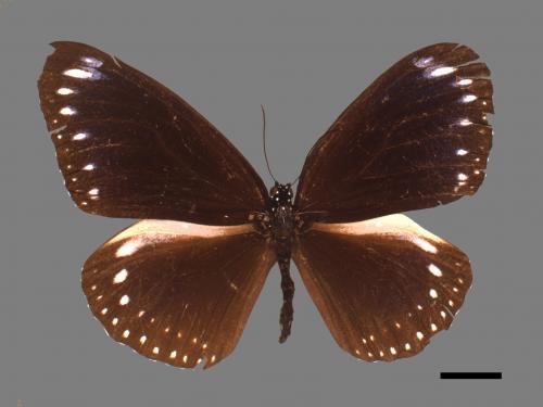 Euploea sylvester swinhoei[斯氏紫斑蝶][00015231]