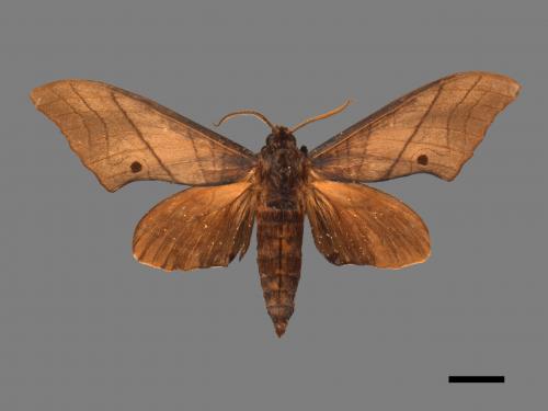 Marumba cristata bukaiana[直翅六點天蛾][00016779]
