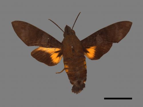 Macroglossum corythus luteata[黃紋長喙天蛾][00016501]