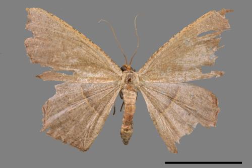 Danala lilacina[褐尖緣尺蛾][00045857]