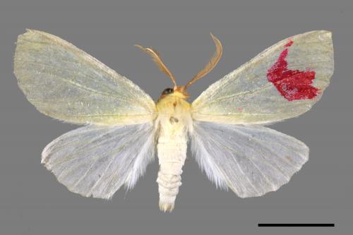 Doratoptera virescens[黃尺蛾][00052914]