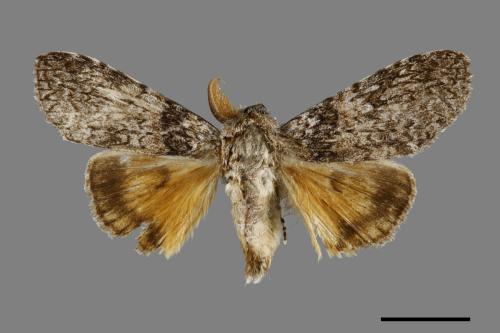 Calliteara taiwana[刻茸毒蛾][00047430]
