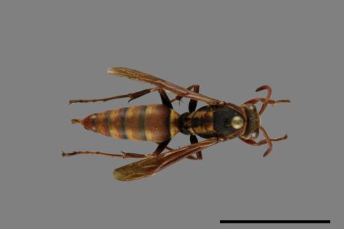 Polistes takasagonus[雙斑長腳蜂][00072819]