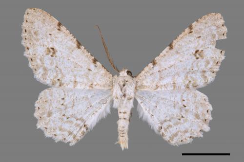 Lassaba parvalbidaria parvalbidaria[污雪雙斑尺蛾][00059559]