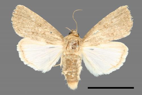 Spodoptera pecten[梳灰翅夜蛾][00000619]