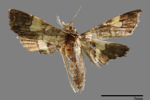 <已分類>Family：Crambidae[草螟科][00064596]