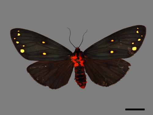 Taicallimorpha albipuncta[烏麗燈蛾][00055896]