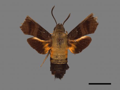 Macroglossum bombylans[青背長喙天蛾][00016605]