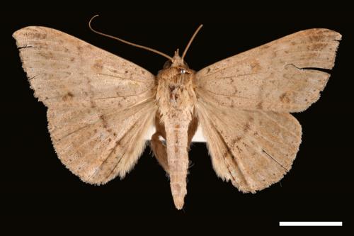 Ericeia inangulata[00028751]