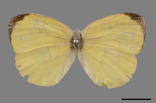 Eurema blanda arsakia[臺灣黃蝶][00013954]