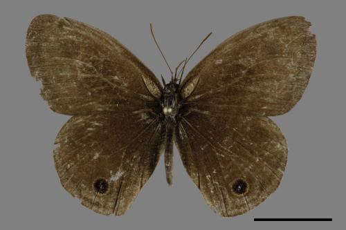 Ypthima multistriata[臺灣波紋蛇目蝶][00094523]