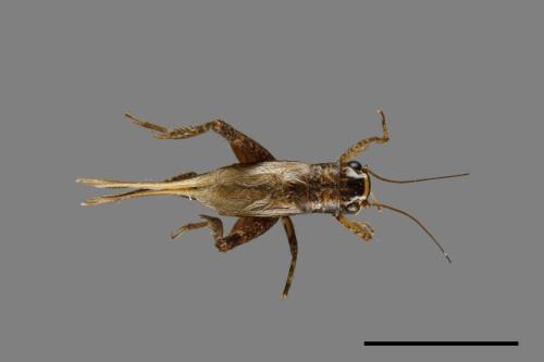 <已分類>Family：Gryllidae[蟋蟀科][00026043]