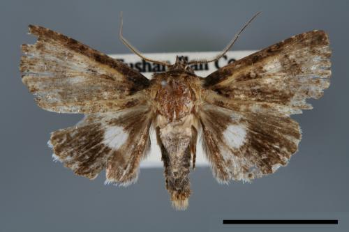 <已分類>Genus：Aedia[00007095]