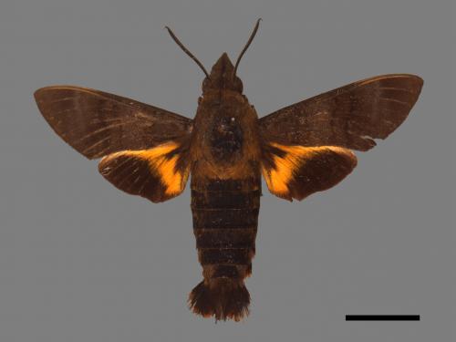 Macroglossum corythus luteata[黃紋長喙天蛾][00030570]