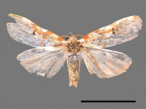 Cyana effracta posilla[紅斑苔蛾][00051935]