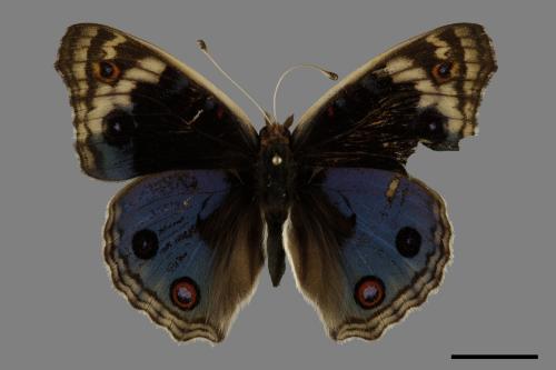 Junonia orithya[孔雀青蛺蝶][00101146]