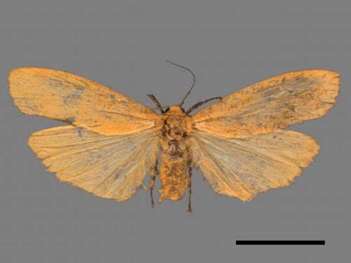 Eilema magnata[巨土苔蛾][00051763]