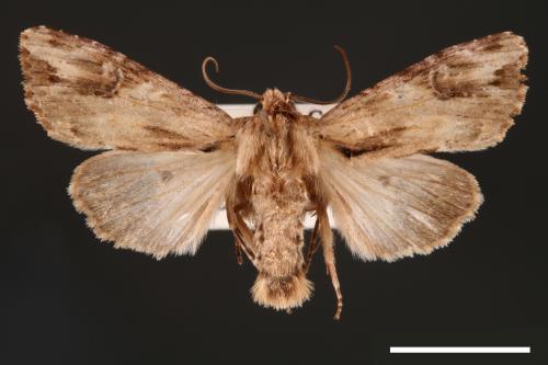 Egira contaminata[00001096]