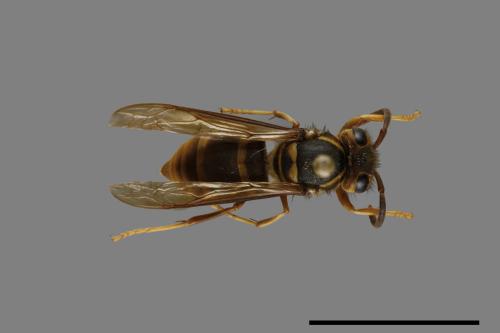 Vespula arisana[阿里山黃胡蜂][00072861]