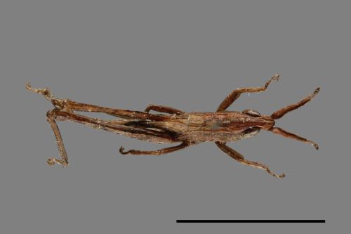 <已分類>Order：Orthoptera[直翅目][00054416]