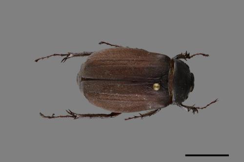 Holotrichia lata[台灣巨黑金龜][00099754]