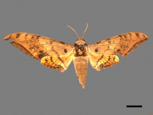 Ambulyx sericeipennis[臺灣鷹翅天蛾][00017434]