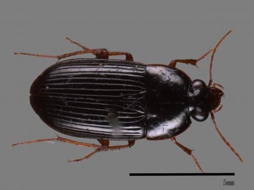 <已分類>Family：Carabidae[步行蟲科][00080142]