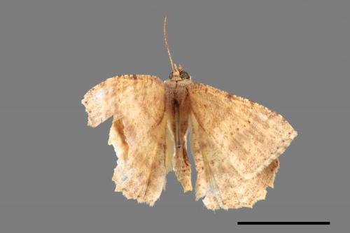 Luxiaria mitorrhaphes[雙斑鈎尺蛾][00054552]