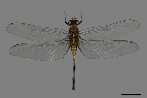 Orthetrum sabina sabina[杜松蜻蜓][00086673]