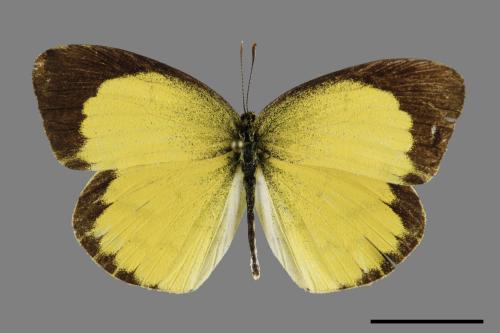 Eurema brigitta bhainana[星黃蝶][00101342]