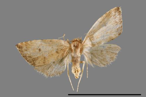 Anachrostis marginata[00008328]