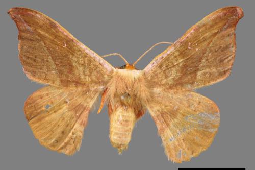 Oreta brunnea[褐鉤蛾][00020111]
