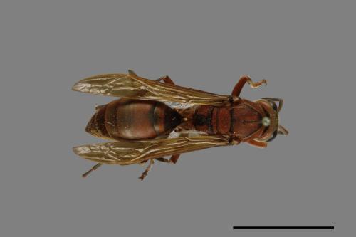 Polistes tenebricosus[赭褐長腳蜂][00073578]