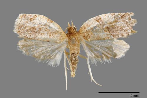 <已分類>Family：Pyralidae[螟蛾科][00025352]