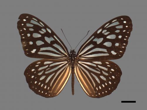 Ideopsis similis[琉球青斑蝶][00061527]