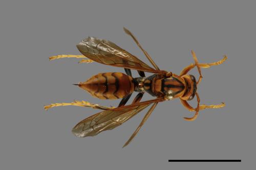 Polistes jokahamae[果馬蜂][00072831]