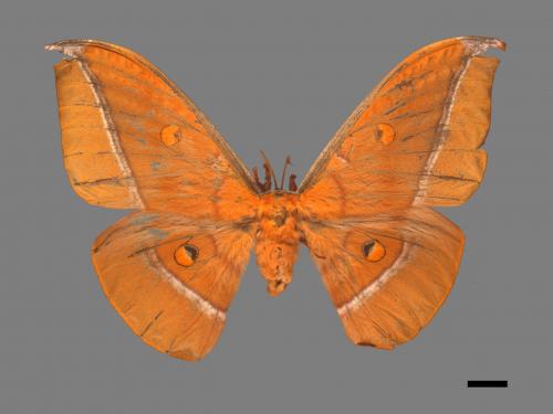 Antheraea formosana[紅目天蠶蛾][00016270]