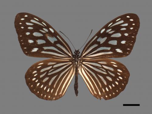 Ideopsis similis[琉球青斑蝶][00027457]