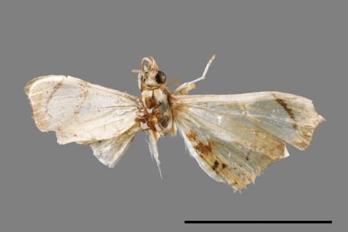 <已分類>Family：Crambidae[草螟科][00064547]