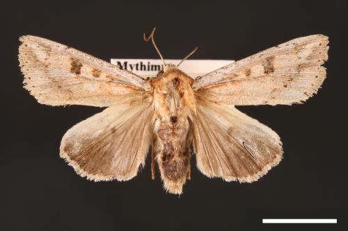 Mythimna albomarginata rubea[白緣秘夜蛾][00001548]