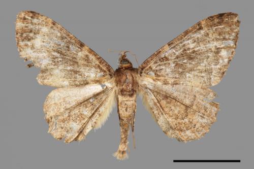 <已分類>Family：Geometridae[尺蠖蛾科][00039387]