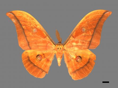 Antheraea yamamai superba[大透目天蠶蛾][00016223]