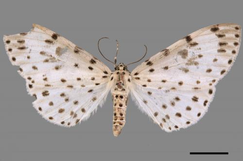 Antipercnia cordiforma[大胡麻斑星尺蛾][00044192]