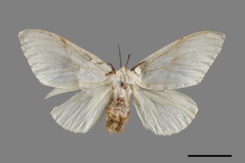 Lymantria xylina xylina[黑角舞蛾][00102294]