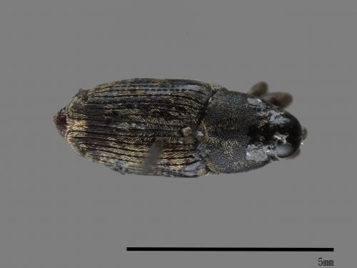 <已分類>Family：Curculionidae[象鼻蟲科][00083337]