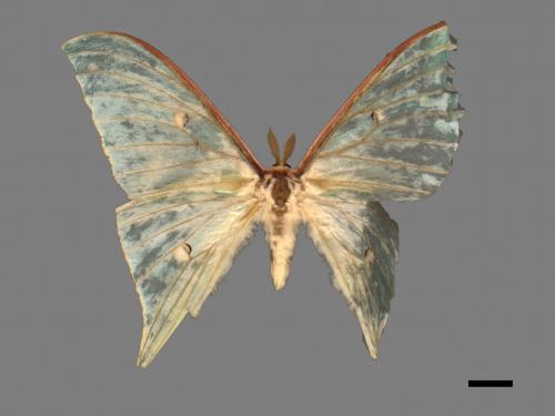 Actias selene ningpoana[長尾水青蛾][00016359]